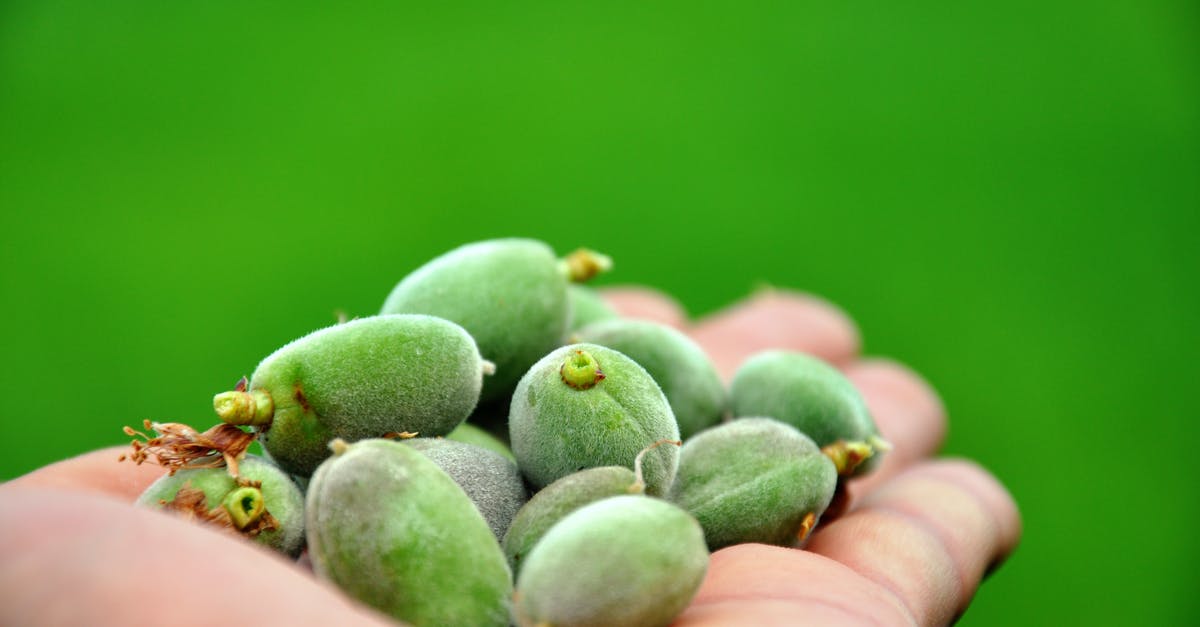 Canning chow chow - Green Fruits on Persons Hand