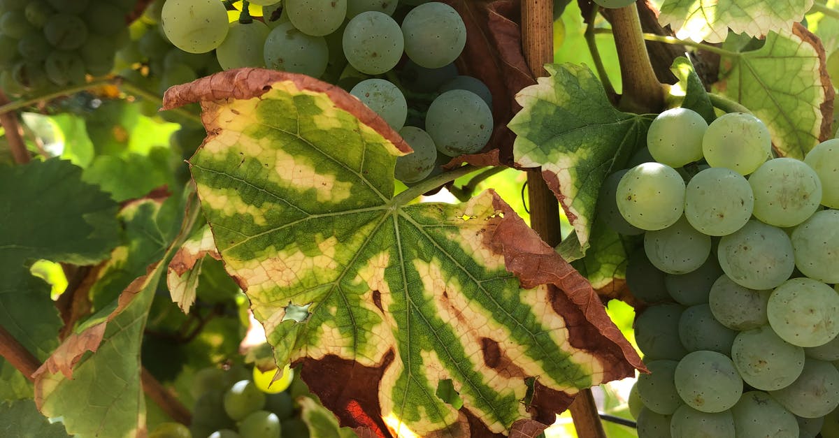 Canning grapes (unknown type) - Close up of Grapes Canning grapes (unknown type) - Close up of Grapes