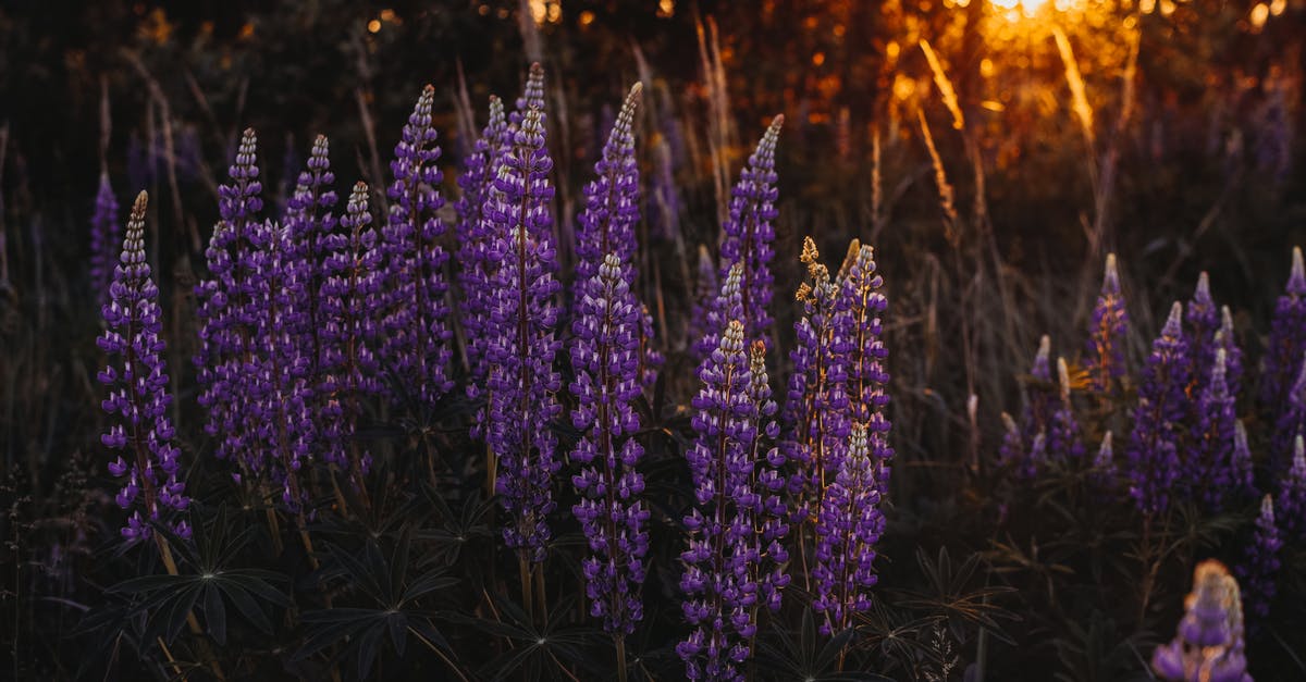 Characteristics of lupin and soy flours - Photo of Lupine Flowers Characteristics of lupin and soy flours - Photo of Lupine Flowers