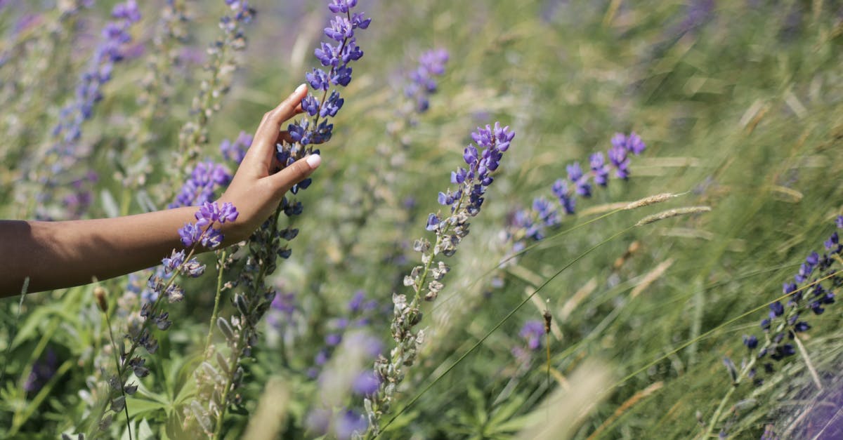 Characteristics of lupin and soy flours - Purple Flowers in Persons Hand Characteristics of lupin and soy flours - Purple Flowers in Persons Hand