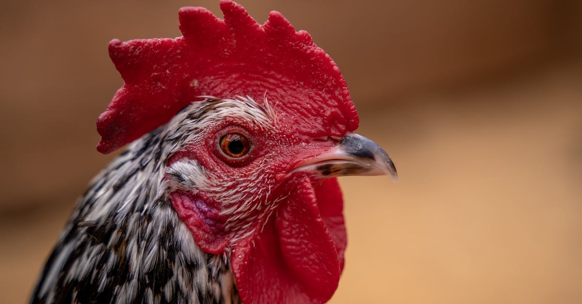 Chicken without all that fat? - Black and White Chicken Head Chicken without all that fat? - Black and White Chicken Head