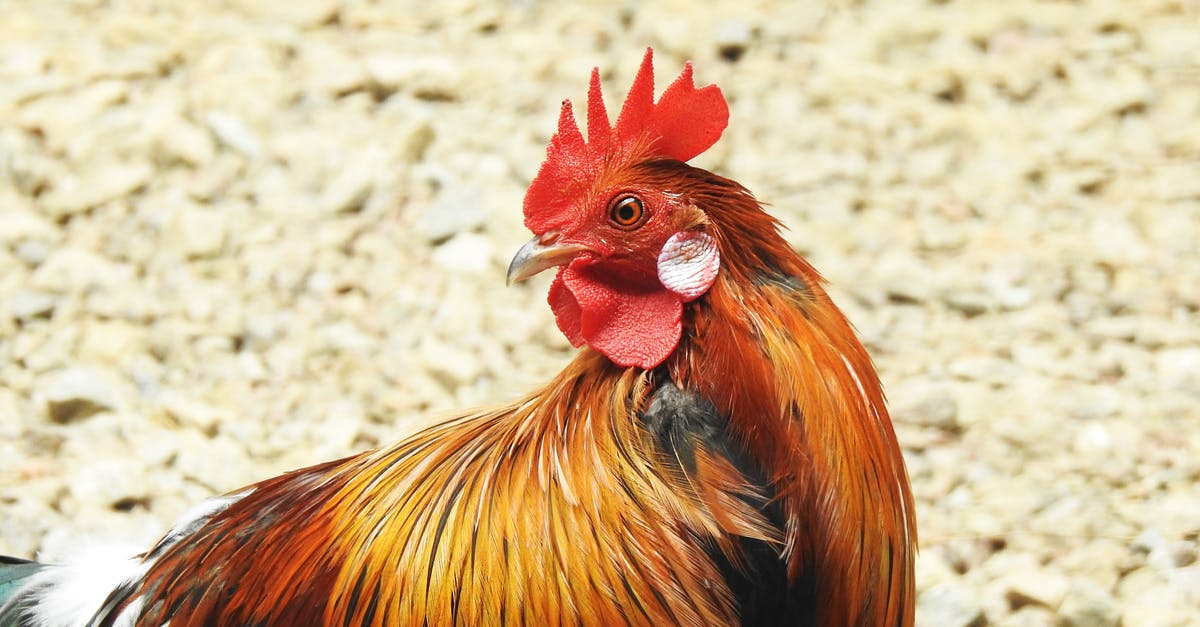 Chicken without all that fat? - Red Rooster on Brown Soil Chicken without all that fat? - Red Rooster on Brown Soil