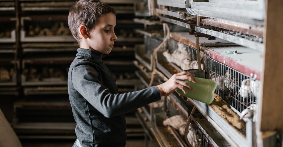 Chicken wrapper torn, meat is a little dry - Side view of focused little boy feeding chickens with grain standing against breeding cages at bird farm Chicken wrapper torn, meat is a little dry - Side view of focused little boy feeding chickens with grain standing against breeding cages at bird farm