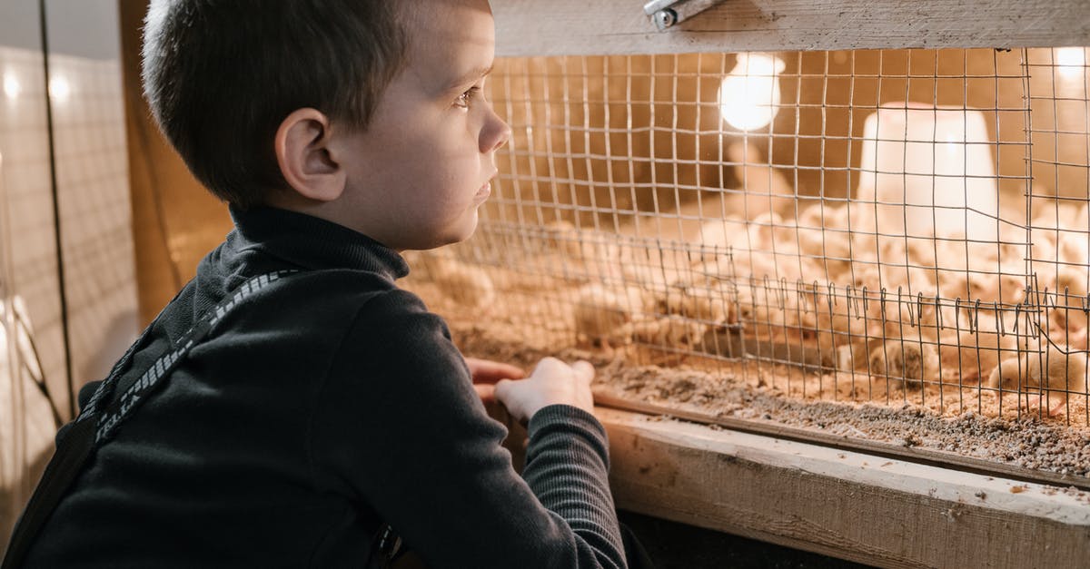 Chicken wrapper torn, meat is a little dry - Pensive little kid on poultry farm near chicks cage Chicken wrapper torn, meat is a little dry - Pensive little kid on poultry farm near chicks cage