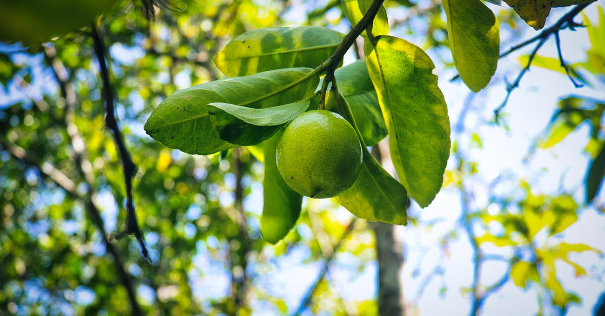 Citrus allergy, need substitute - Green Lemon Hanging on a Branch Citrus allergy, need substitute - Green Lemon Hanging on a Branch