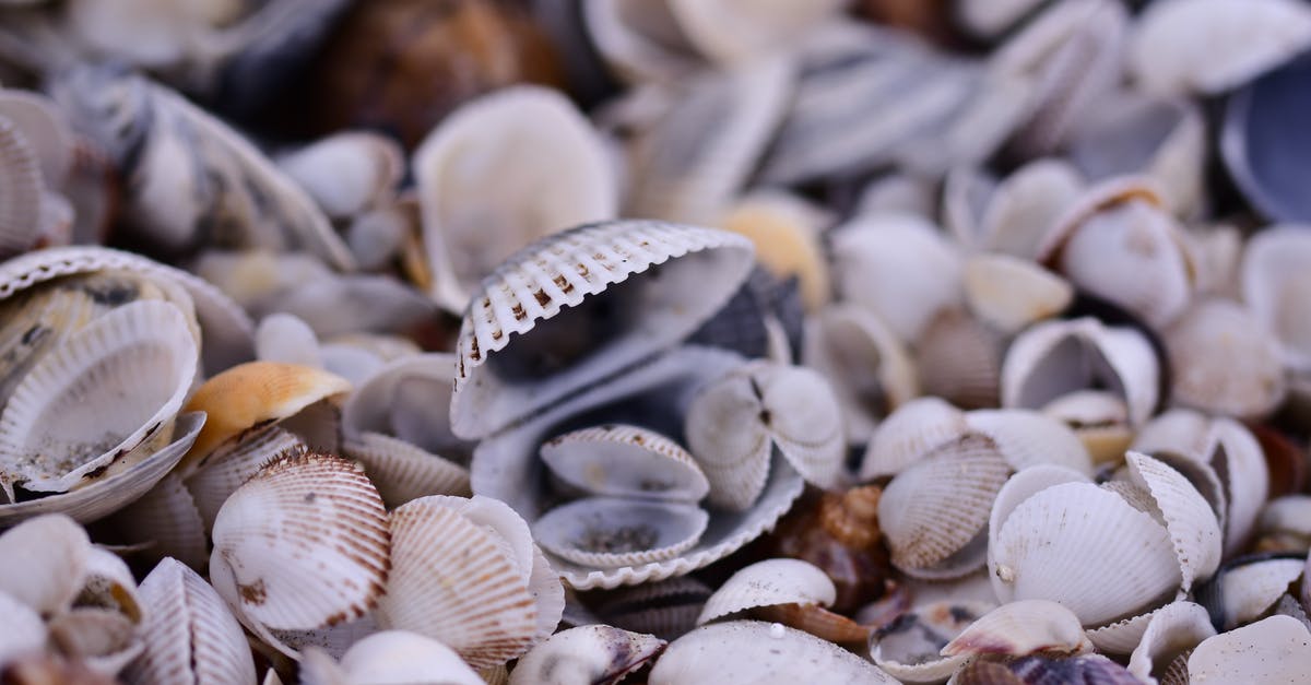 Clam shell safety - From above of textured background of beach covered with common cockle seashells in daytime