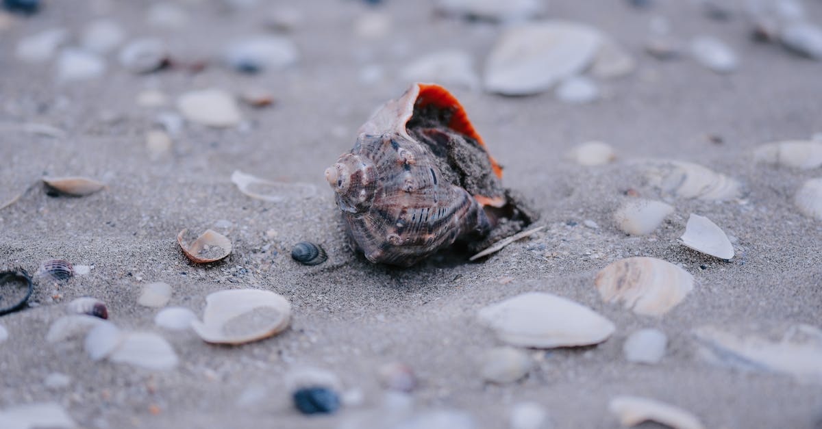 Clam shell safety - From above of various clams and veined rapa whelk shells scattered on sandy beach in daytime