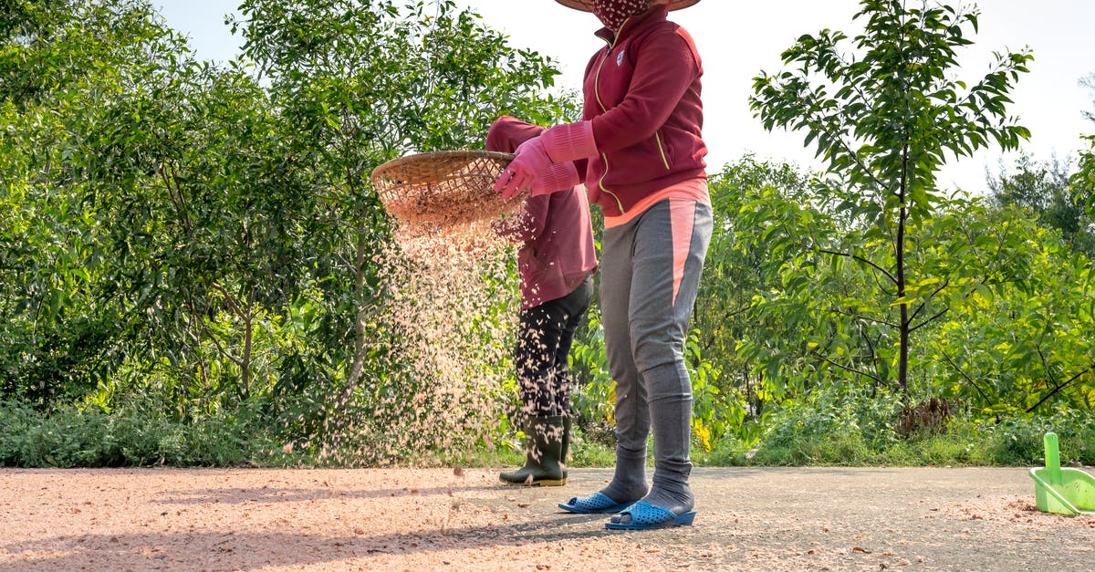 Cleaning a Sieve - Ethnic woman with tray sifting cereal in countryside Cleaning a Sieve - Ethnic woman with tray sifting cereal in countryside