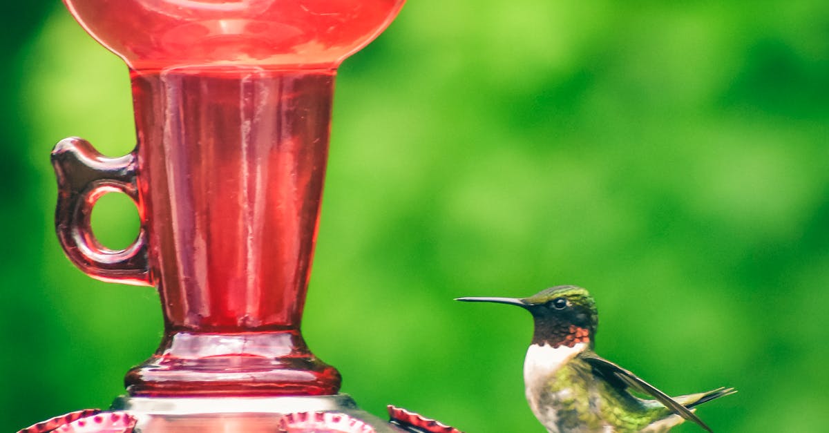 Cleaning tin discoloration on copper/tin lid - Cute hummingbird sitting on metal feeder with tin lids on blurred background of green forest Cleaning tin discoloration on copper/tin lid - Cute hummingbird sitting on metal feeder with tin lids on blurred background of green forest
