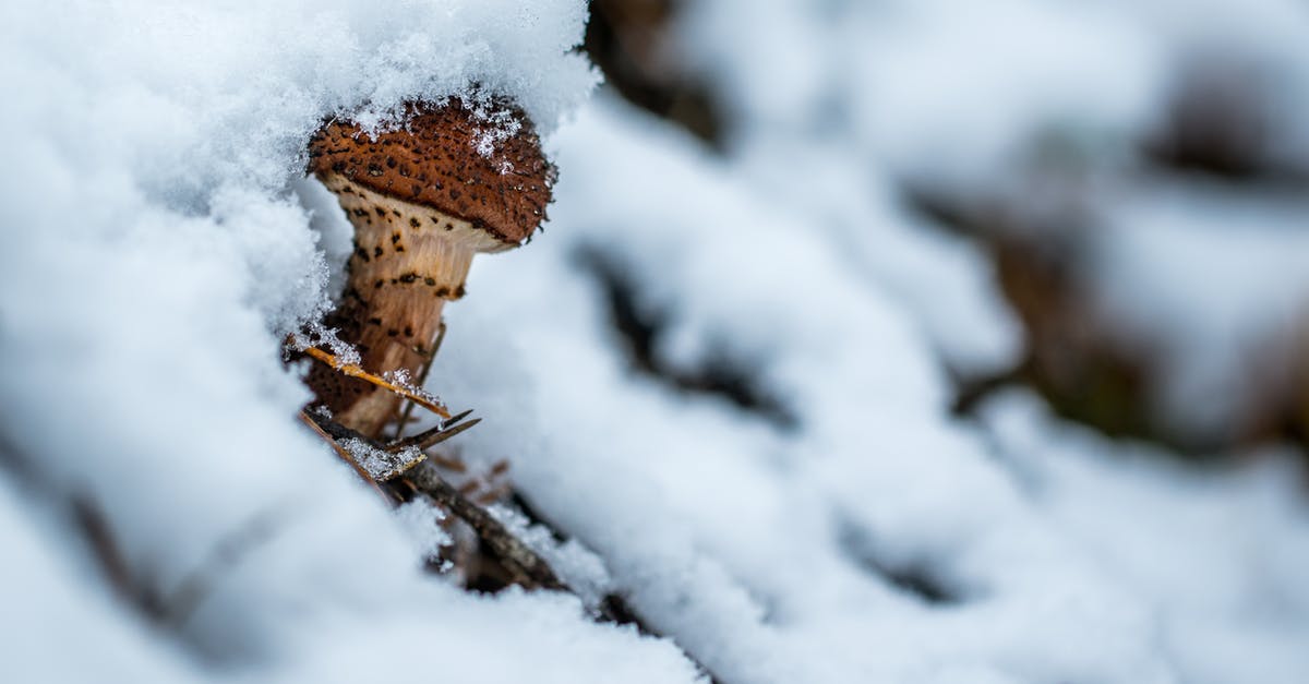 Cold stuffed mushrooms? - Mushroom Covered by Snoe Cold stuffed mushrooms? - Mushroom Covered by Snoe