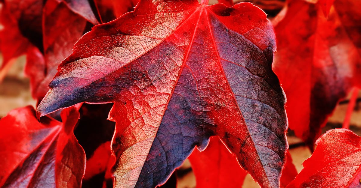 Color change in duck meat! - Red and Brown Plant Leaf in Closeup Photo Color change in duck meat! - Red and Brown Plant Leaf in Closeup Photo