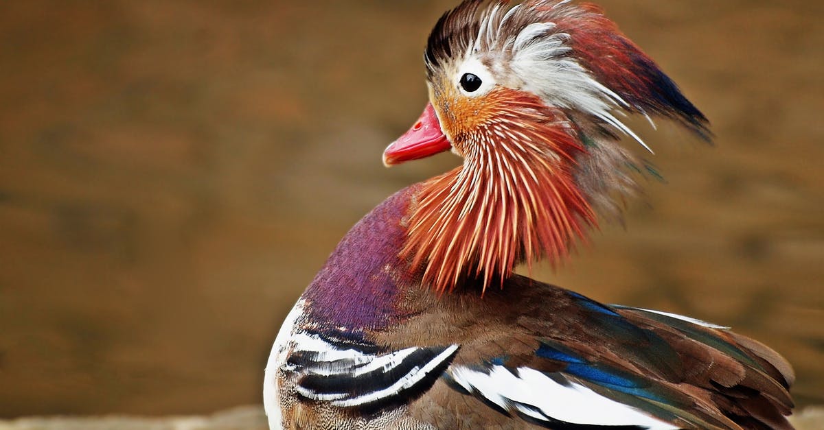 Color change in duck meat! - Brown and Black White Bird Color change in duck meat! - Brown and Black White Bird