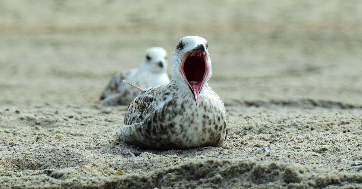 Color change in duck meat! - Close-up of Bird on Beach Color change in duck meat! - Close-up of Bird on Beach