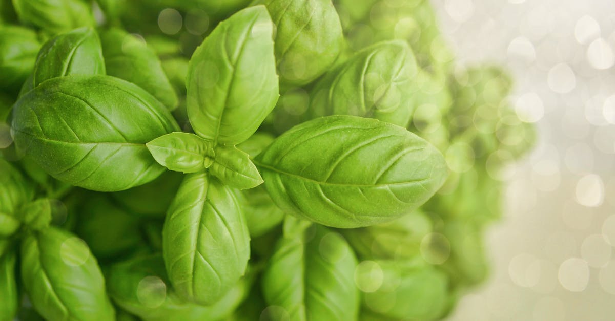 Convert fresh basil leaves to a dry measurement - Selective Focus Photography of Green Basil Leaf Convert fresh basil leaves to a dry measurement - Selective Focus Photography of Green Basil Leaf