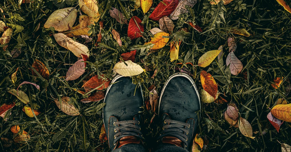Convert fresh basil leaves to a dry measurement - Person Wearing Black Lace-up Sneakers Standing on Green Grass With Fallen Leaves Convert fresh basil leaves to a dry measurement - Person Wearing Black Lace-up Sneakers Standing on Green Grass With Fallen Leaves