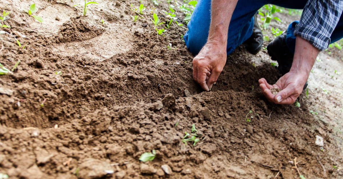 Convert seed based measurements to pre-ground? - Man Planting Plant Convert seed based measurements to pre-ground? - Man Planting Plant