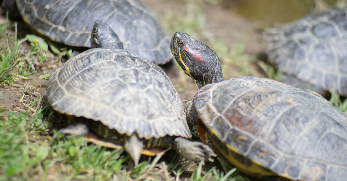 Converting to a 2 quart slow cooker - Black and Gray Turtle on Green Grass Converting to a 2 quart slow cooker - Black and Gray Turtle on Green Grass