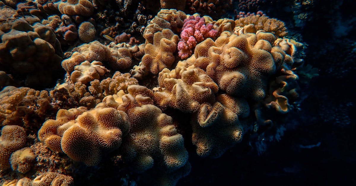 Cookies end up with a wavy bottom - From above scenery of massive coral reef with seaweeds located on sea bottom in clean blue water Cookies end up with a wavy bottom - From above scenery of massive coral reef with seaweeds located on sea bottom in clean blue water