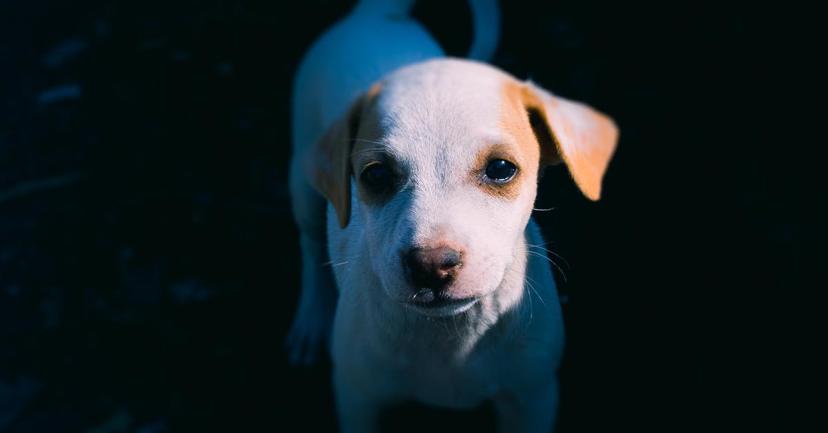 Cooking Small White Navy's giving me issues [duplicate] - Photo of White Puppy