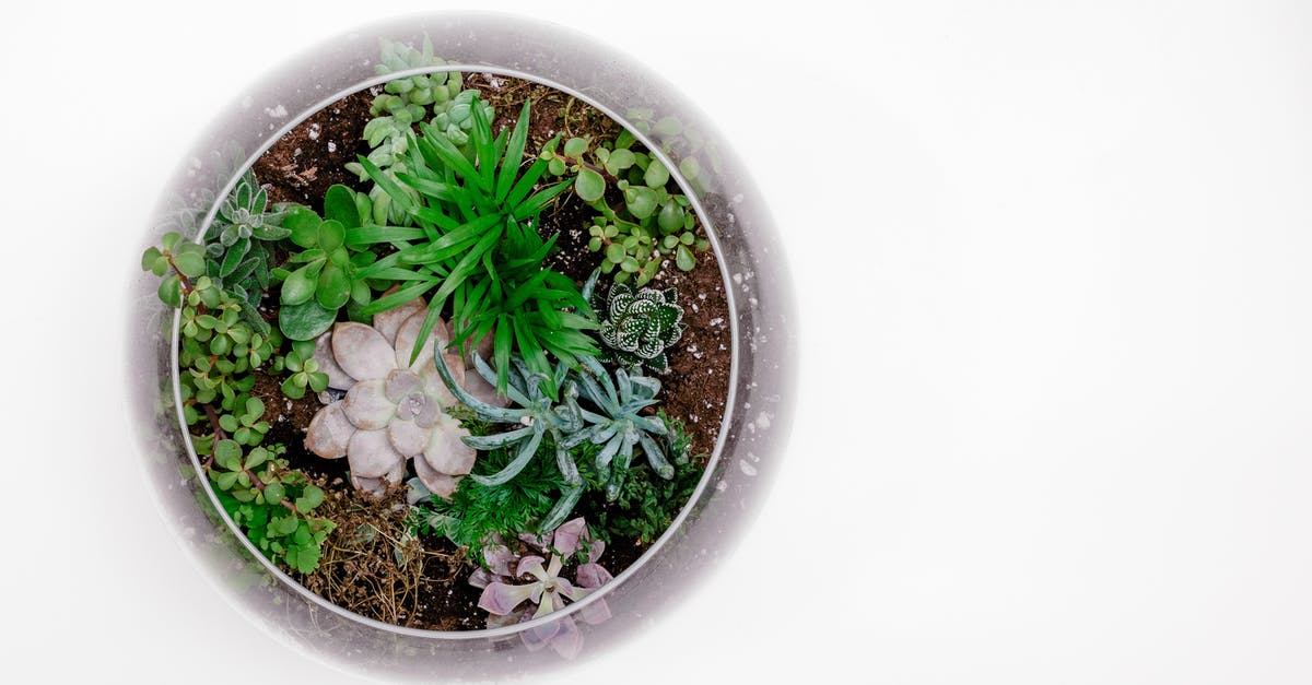 Cooking with a crock pot - temp - Green Succulent Plant in Terrarium Cooking with a crock pot - temp - Green Succulent Plant in Terrarium