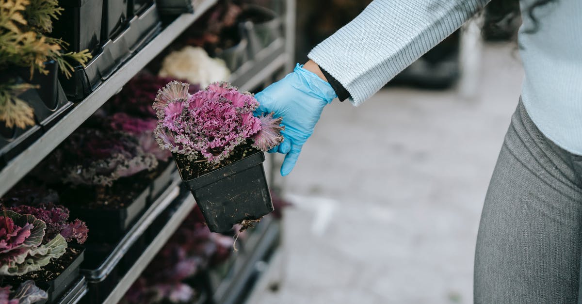 Cooking with Ornamental Cabbage (Kale)? - Crop anonymous female in gloves demonstrating blooming ornamental cabbage presented on market shelves Cooking with Ornamental Cabbage (Kale)? - Crop anonymous female in gloves demonstrating blooming ornamental cabbage presented on market shelves