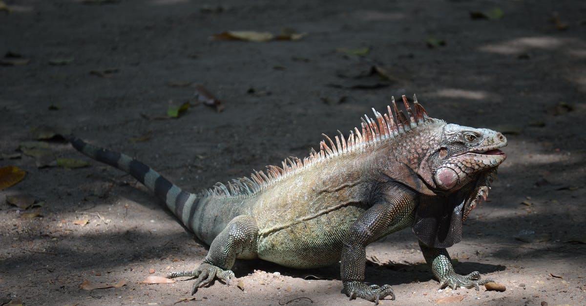 Cookware and methods for large quantities of rice - Iguana Cookware and methods for large quantities of rice - Iguana