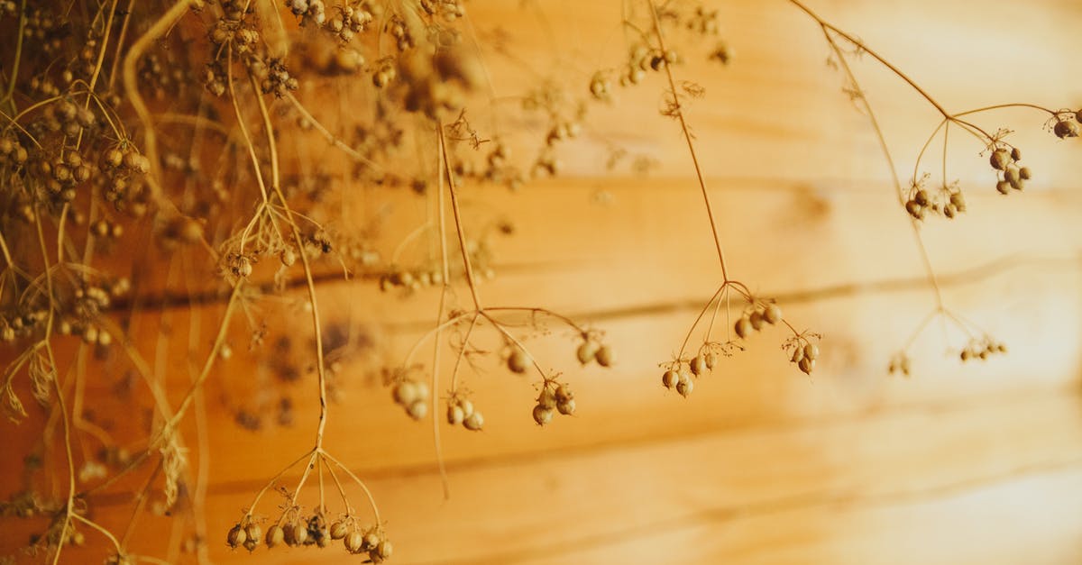 Coriander Seeds - Brown Plant on Brown Wooden Table Coriander Seeds - Brown Plant on Brown Wooden Table