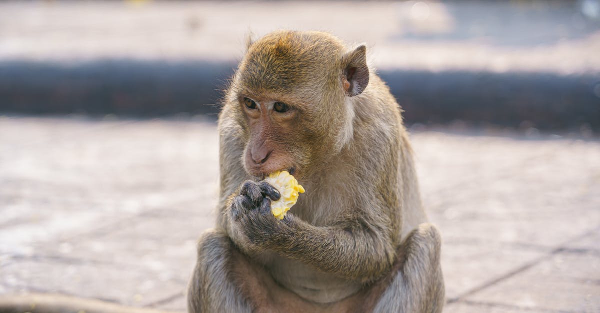 Corn syrup alternative - Close Up Photo of Monkey Eating Corn Corn syrup alternative - Close Up Photo of Monkey Eating Corn