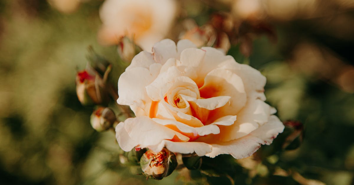 Could I boil rose milk? - White and Orange Rose in Bloom Could I boil rose milk? - White and Orange Rose in Bloom