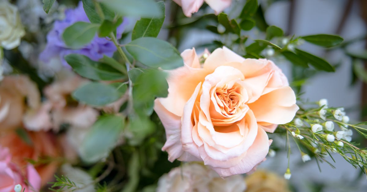 Could I boil rose milk? - Could I boil rose milk? -