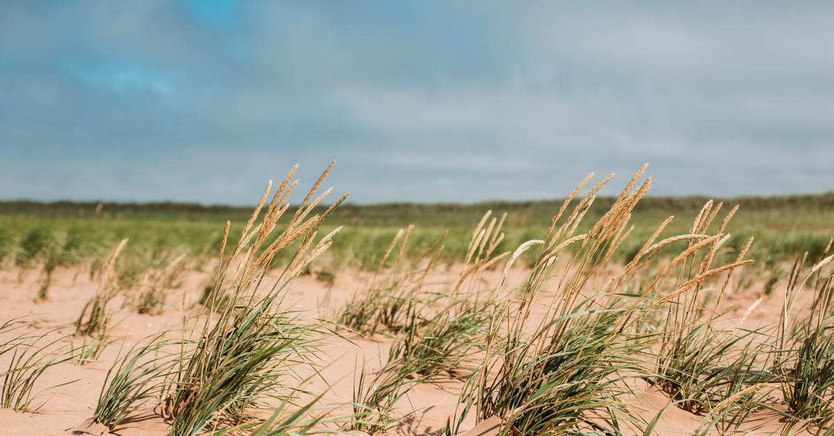 Culinary Uses for Wheat Grass Sprouts - Brown Grass on Brown Sand Under Blue Sky Culinary Uses for Wheat Grass Sprouts - Brown Grass on Brown Sand Under Blue Sky