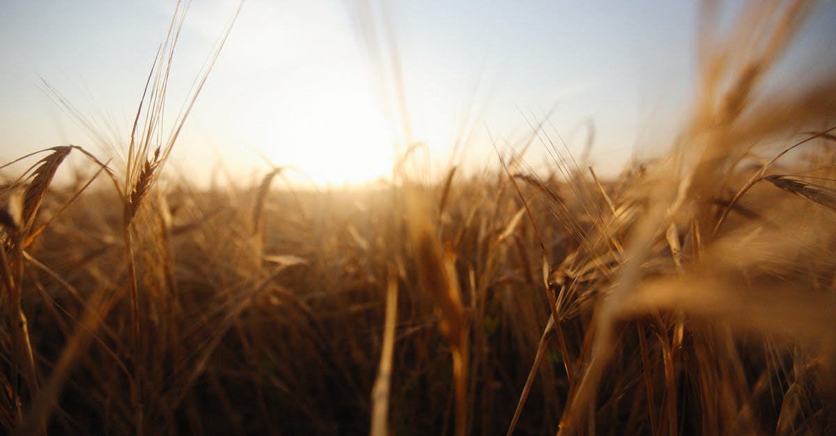 Culinary Uses for Wheat Grass Sprouts - Brown Wheat Field Culinary Uses for Wheat Grass Sprouts - Brown Wheat Field