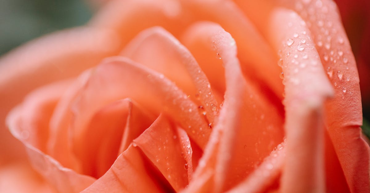 Curing bacon with a wet brine, without nitrates - Closeup of blossoming orange flower with small water drips on delicate wavy petals on blurred background Curing bacon with a wet brine, without nitrates - Closeup of blossoming orange flower with small water drips on delicate wavy petals on blurred background