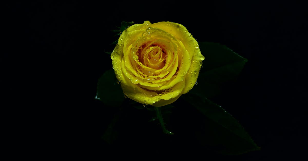 Dark barley water - Close-up Photo of Yellow Rose in Bloom Dark barley water - Close-up Photo of Yellow Rose in Bloom