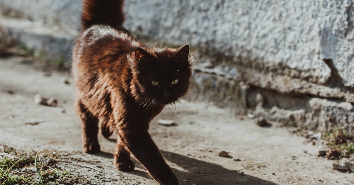 dark black furrows in sweet potatoes - Cute fluffy cat walking on street dark black furrows in sweet potatoes - Cute fluffy cat walking on street
