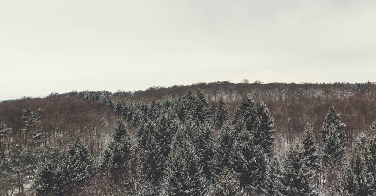 Dealing with frozen ground beef - Green Pine Trees Under White Sky Dealing with frozen ground beef - Green Pine Trees Under White Sky