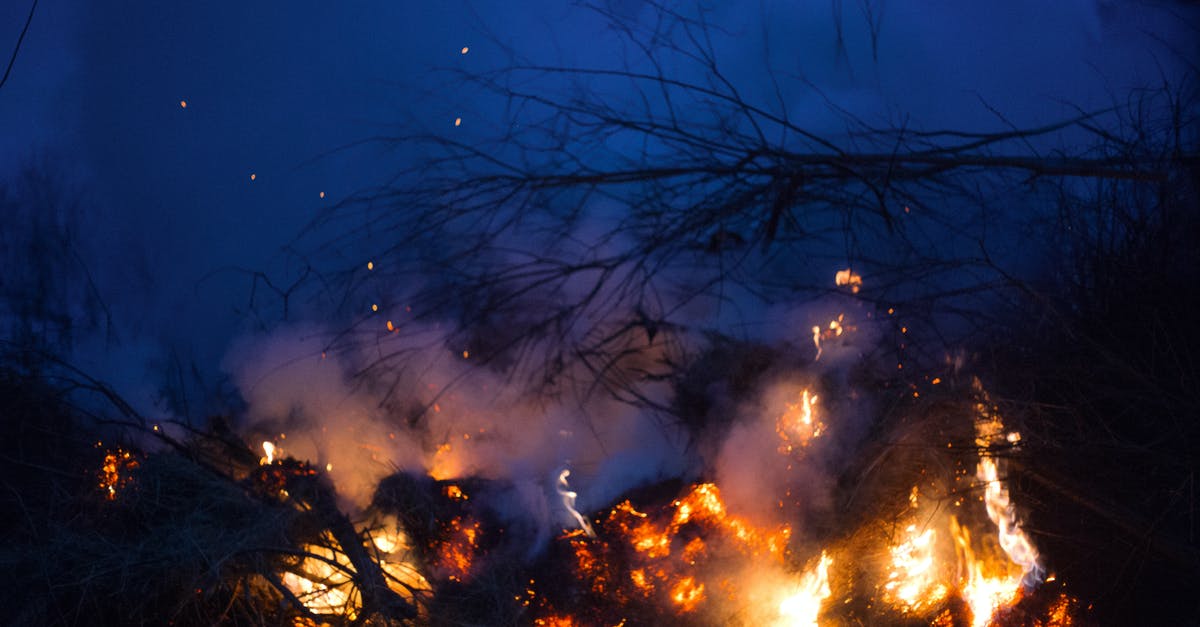 Dense and gluey centered cake problem - Bright flames of fire burning on thin dry branches in smoke in grove of forest Dense and gluey centered cake problem - Bright flames of fire burning on thin dry branches in smoke in grove of forest