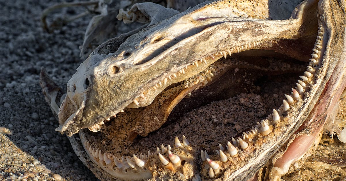 Desalinating dried/smoked fish - Animal Jawbone on Ground Desalinating dried/smoked fish - Animal Jawbone on Ground