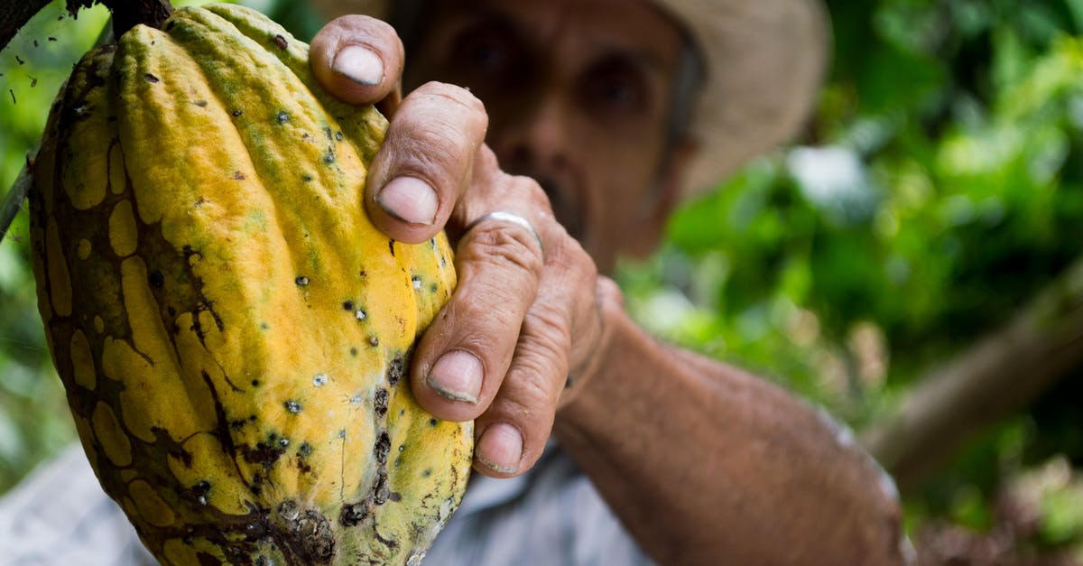 Difference between cocoa and cacao - Man Picking Yellow Cocoa Fruit Difference between cocoa and cacao - Man Picking Yellow Cocoa Fruit