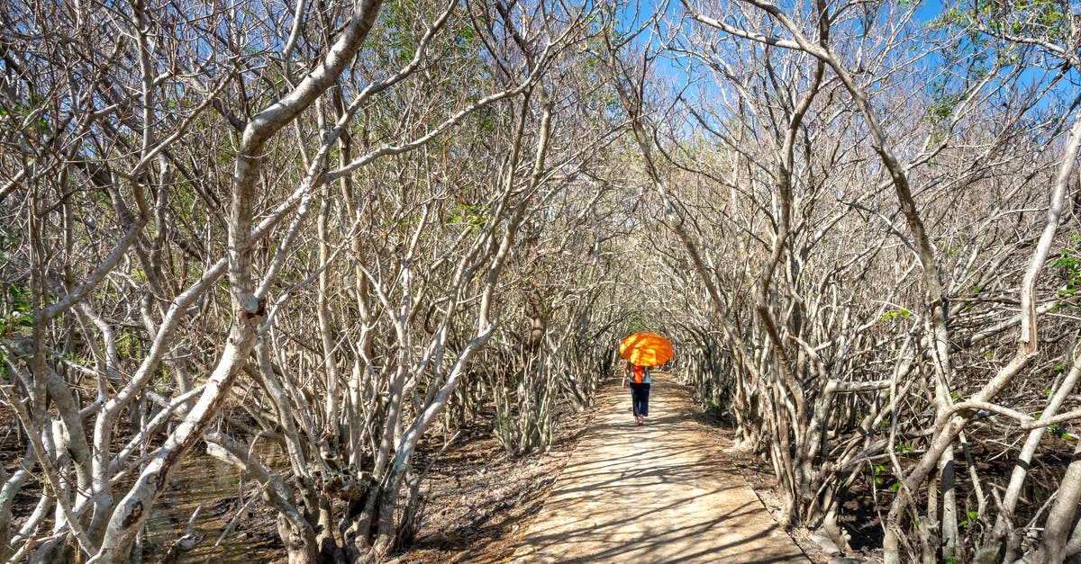 Difference between two cleavers - straight back vs curved - Back view of anonymous person with bright umbrella strolling on walkway between dry trees in sunlight Difference between two cleavers - straight back vs curved - Back view of anonymous person with bright umbrella strolling on walkway between dry trees in sunlight