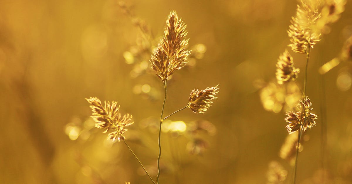 Do chile peppers heat vary depending on the season? - Close-up of Wheat Plant during Sunset Do chile peppers heat vary depending on the season? - Close-up of Wheat Plant during Sunset