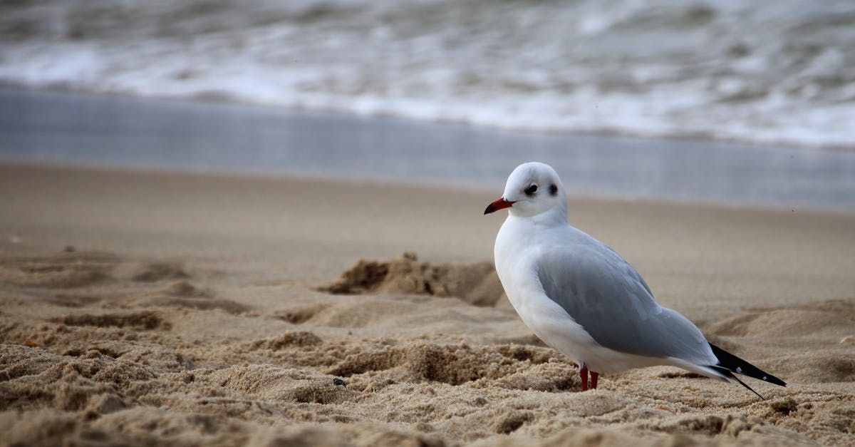 Do I chill mead? - White and Gray Bird on Brown Sand Near Body of Water Do I chill mead? - White and Gray Bird on Brown Sand Near Body of Water