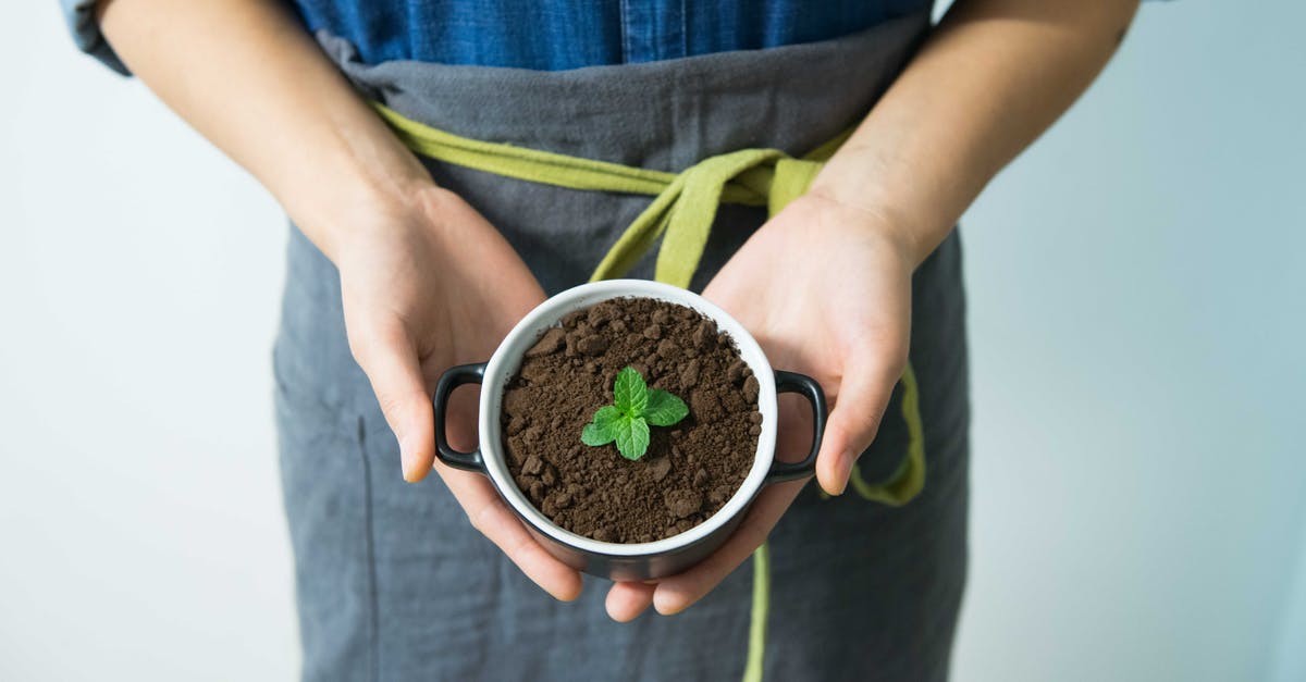Do I need to rip the leaves off mint? - Person Holding Cup With Green Plant Do I need to rip the leaves off mint? - Person Holding Cup With Green Plant