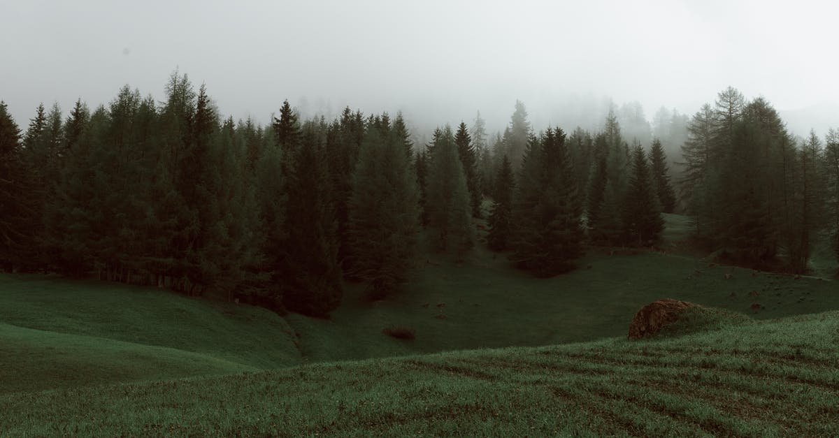 Do magnets dull knives? - Dull landscape of woods with evergreen trees and lush slope on foggy day in summer Do magnets dull knives? - Dull landscape of woods with evergreen trees and lush slope on foggy day in summer