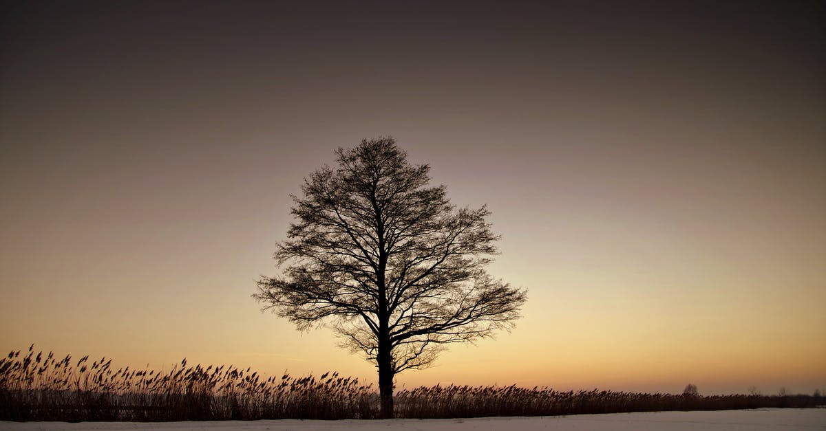 Do quiet induction burners exist? - Silhouette Bare Tree on Landscape Against Sky during Sunset Do quiet induction burners exist? - Silhouette Bare Tree on Landscape Against Sky during Sunset