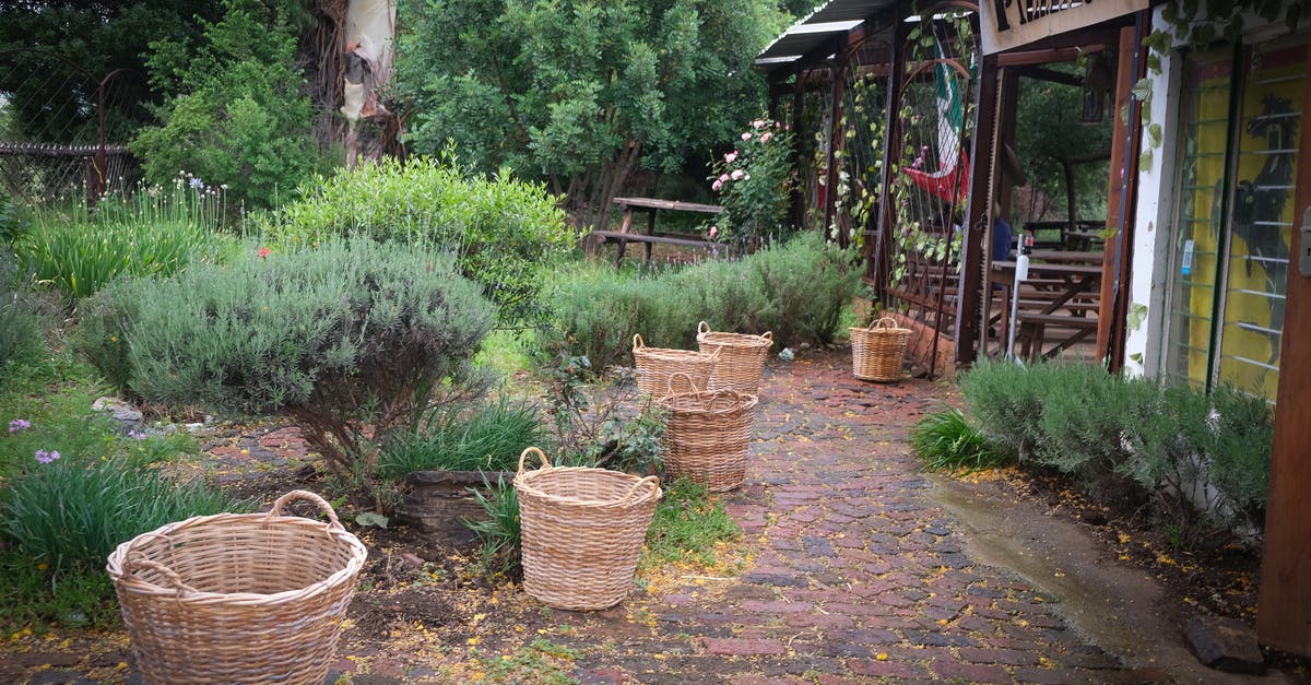 Do restaurants regularly disinfect baskets and trays? - Brown Wicker Baskets Along A Brick Pathway Do restaurants regularly disinfect baskets and trays? - Brown Wicker Baskets Along A Brick Pathway