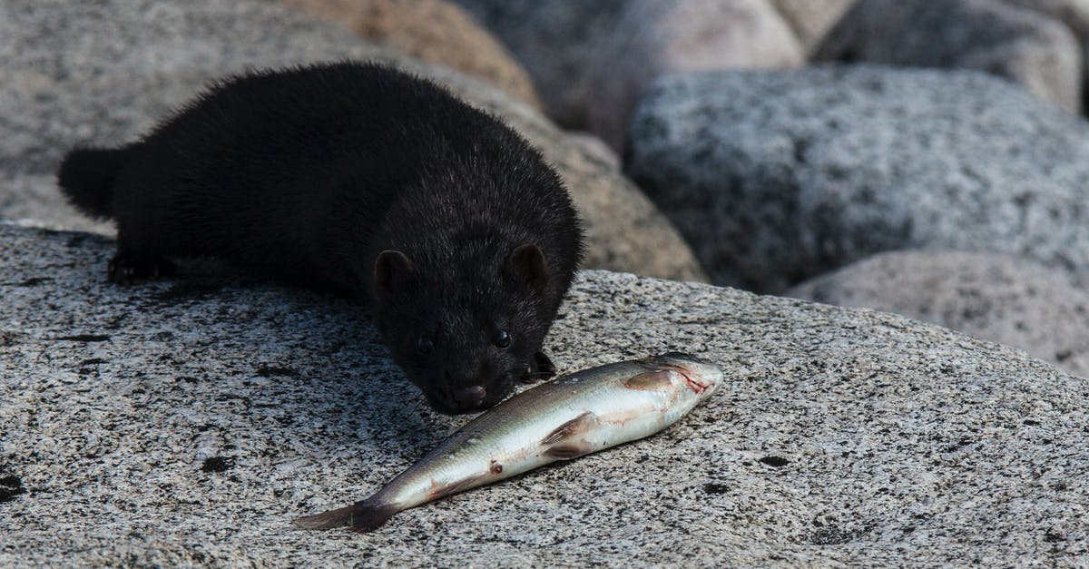 Do some fish smell "fishier"? Why? - Black Mink on Animal on Gray Rock Do some fish smell "fishier"? Why? - Black Mink on Animal on Gray Rock