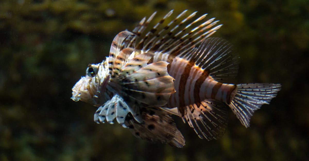 Do some fish smell "fishier"? Why? - Brown and White Fish in Water Do some fish smell "fishier"? Why? - Brown and White Fish in Water