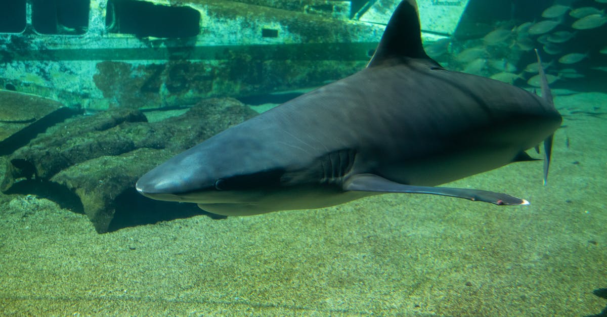 Do some fish smell "fishier"? Why? - Grey Shark in Body of Water Do some fish smell "fishier"? Why? - Grey Shark in Body of Water
