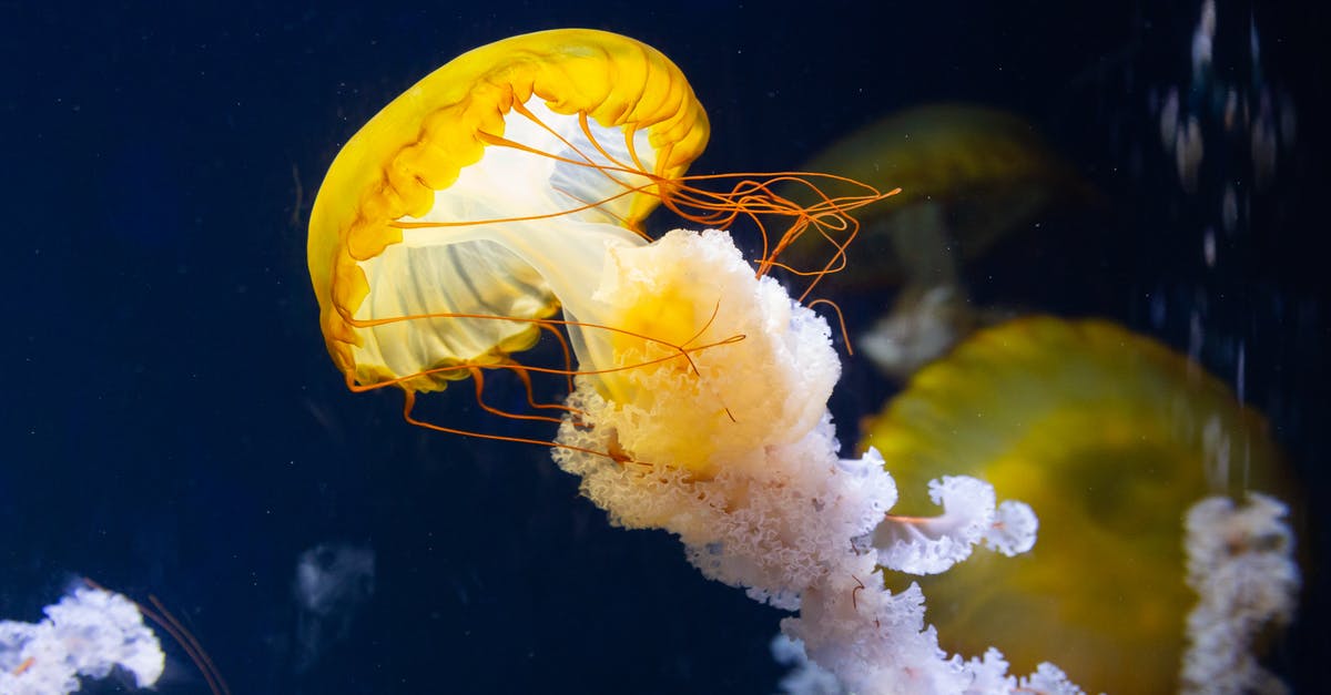 Do these fish have bones, and are they dangerous? - Close-Up Photo of Jellyfish Do these fish have bones, and are they dangerous? - Close-Up Photo of Jellyfish